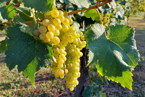 Modena: Balsamic Vinegar Tour and Tasting