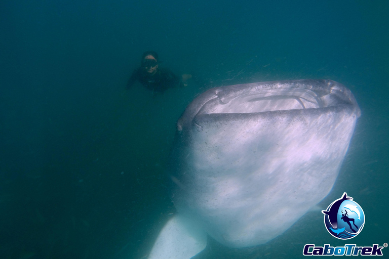 Whale Shark Experience