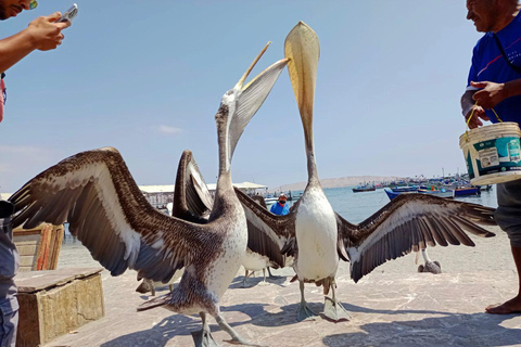 Reserva Nacional de Paracas en Playas