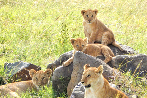 Nairobi National Park: 5 Hour Wildlife Viewing Experience