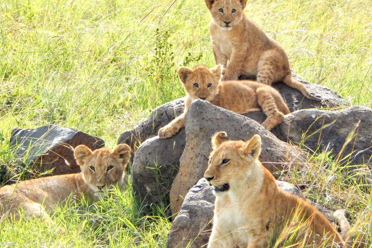 Nairobi National Park: 5 Hour Wildlife Viewing Experience