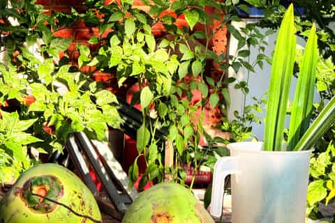 From Ho Chi Minh City: 2-Day Mekong Delta Tour with Homestay - Image 3