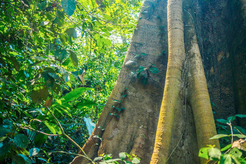 4-dagars äventyr i Amazonas regnskog