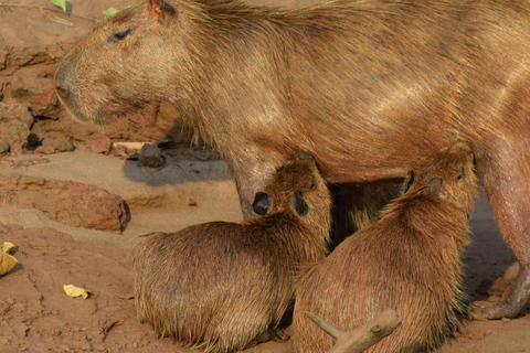 EXCURSION AU COUCHER DU SOLEIL DANS LE TAMBOPATA 3J/2N