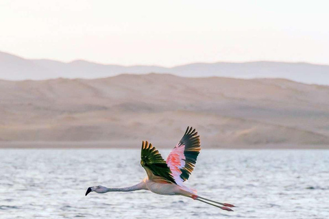 Desde Ica: Islas Ballestas + Reserva Nacional de Paracas