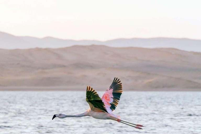 De Ica: Ilhas Ballestas + Reserva Nacional de Paracas