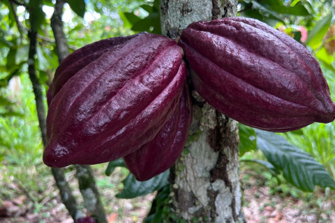 Ancestral Cocoa Tasting in Ronda – Tree to Cup Experience
