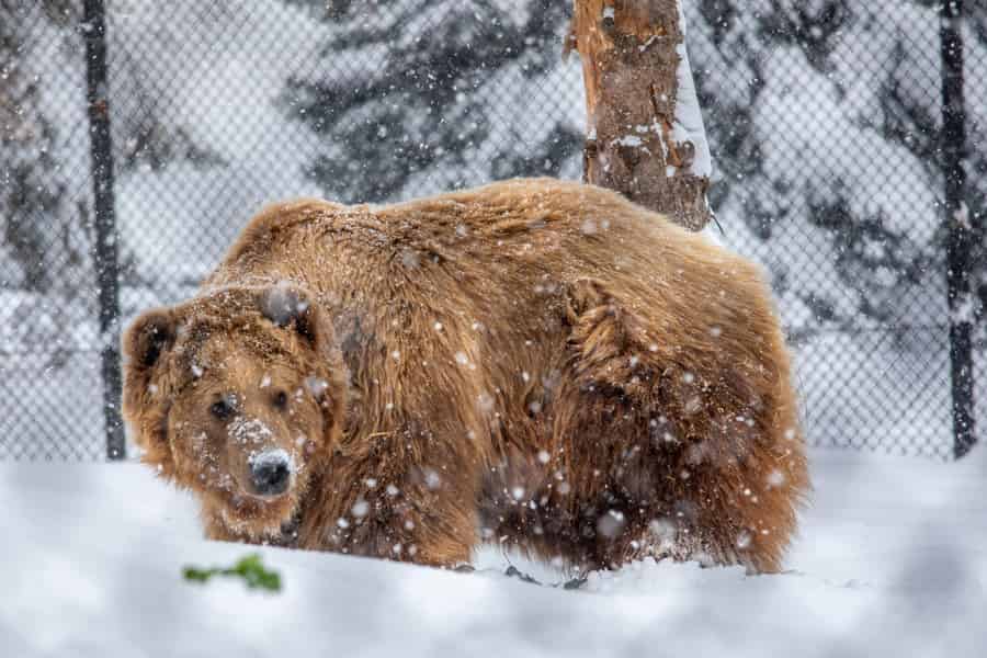 Great Plains Zoo. Foto: GetYourGuide