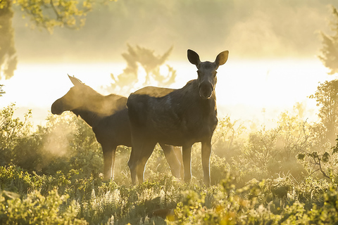 Depuis Stockholm : safari et dîner avec feu de camp