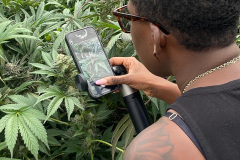 Private Medellín Cannabis Culture Tour with Lunch & Tasting