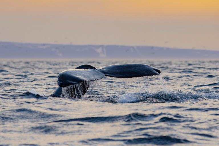 Tromsø: Observación de Orcas y Ballenas Excursión en barco climatizado confortableTromso: Excursión en barco climatizado confortable para avistar orcas y ballenas