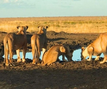 1 Day Masai Mara Game Drive