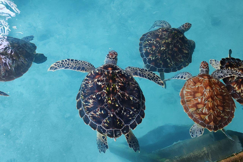 Zanzibar: Macaco, Caverna Salaam, The Rock e passeio de caiaque transparenteZanzibar: Macaco, Caverna Salaam, A Rocha e Passeio de Caiaque Transparente