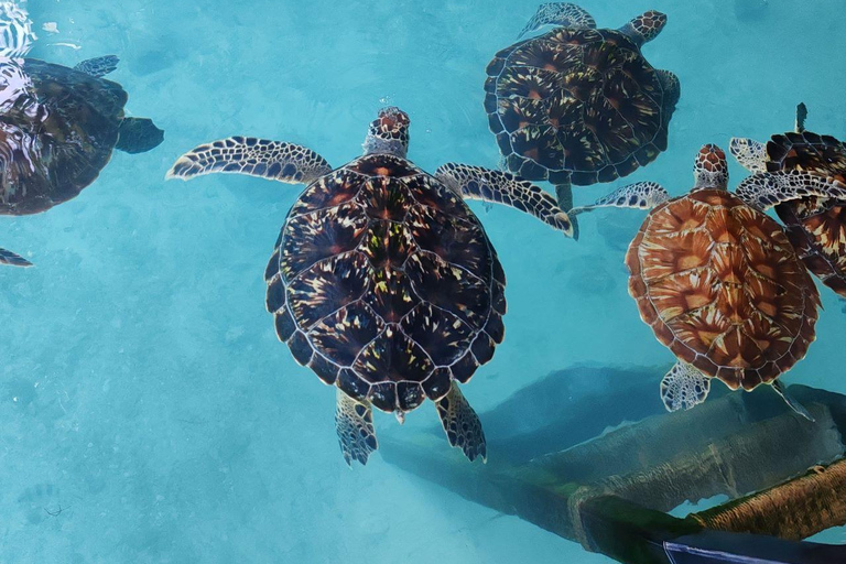 Zanzibar: Macaco, Caverna Salaam, The Rock e passeio de caiaque transparenteZanzibar: Macaco, Caverna Salaam, A Rocha e Passeio de Caiaque Transparente