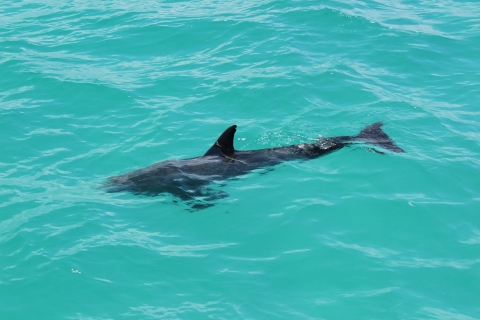 Shuttle van Miami naar Key West: dolfijnen, snorkelen en meerAlleen pendeldienst van Miami naar Key West