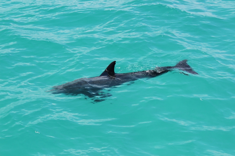 Shuttle von Miami nach Key West: Delfin, Schnorcheln & mehrNur Shuttle von Miami nach Key West