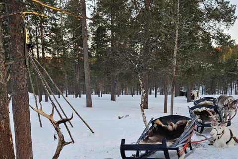 Saariselkä : Reindeer Sleigh Ride with Snacks & Hot Drink