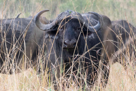 Zambezi National Park: Extended Game Drive With Snacks