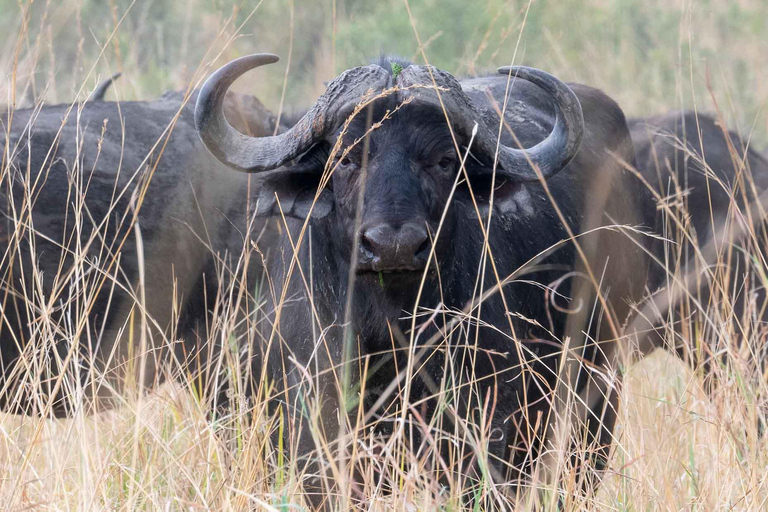 Zambezi National Park: Extended Game Drive With Snacks