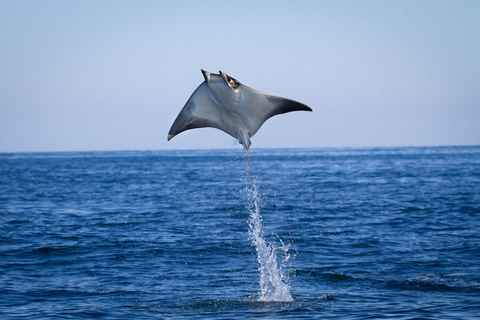 La Paz: Sea Lions & Mega-Paddleboard Tour in Espiritu Santo
