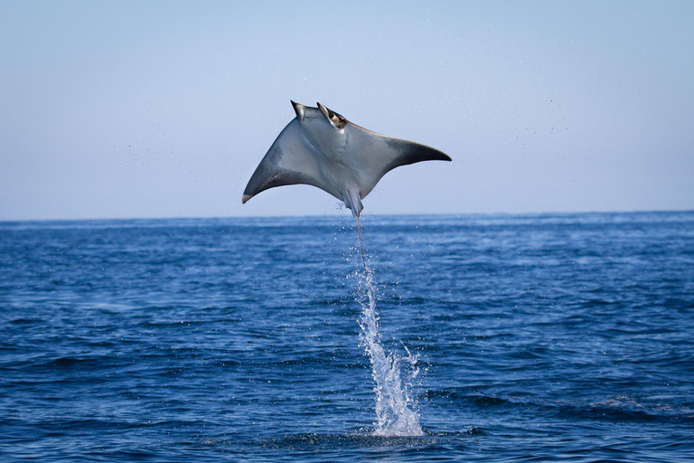 La Paz: Sea Lions & Mega-Paddleboard Tour in Espiritu Santo