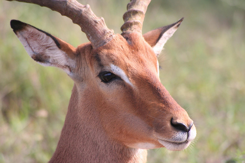 5 dagars migrationssafari i Serengeti