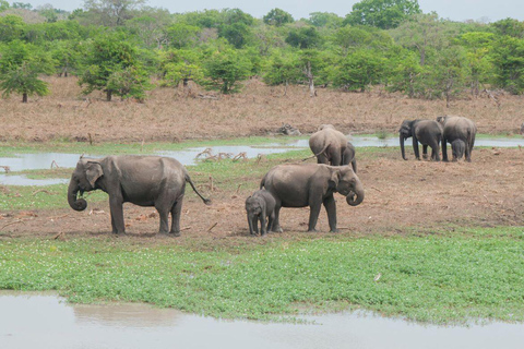 From Colombo: Sigiriya, Dambulla and Safari All in One day