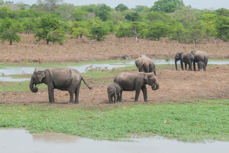 From Colombo: Sigiriya, Dambulla and Safari All in One day