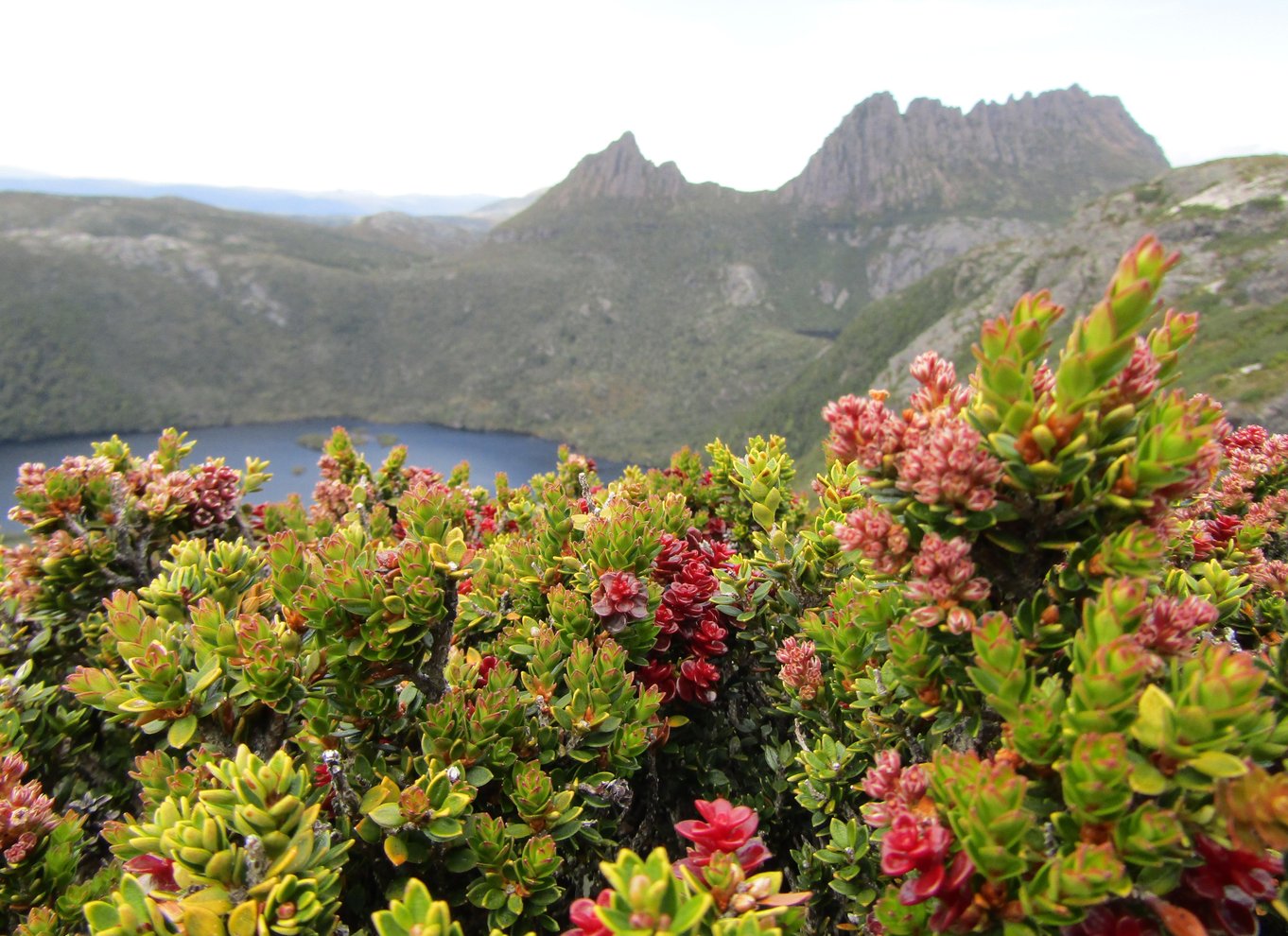 Launceston: Cradle Mountain National Park dagsudflugt med vandretur