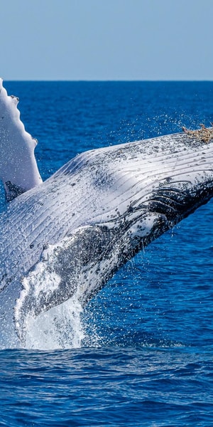 ザトウクジラ ザトウクジラ – Lakpura®