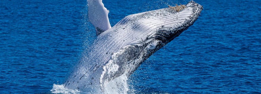Noosa ; Noosa Ocean Adventures - Observation de baleines