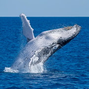 Noosa: Noosa Ocean Adventures - Whale Watching