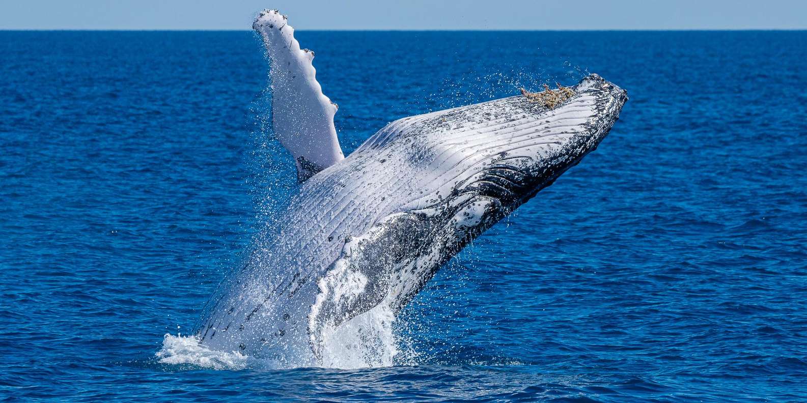 ザトウクジラ 2016年ザトウクジラツアー