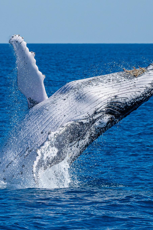 ヌーサから出発するスリラー・ホエールウォッチングツアーをご利用