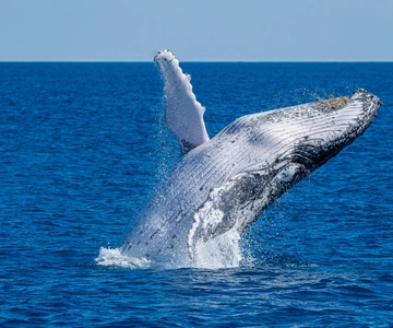 From Noosaville: Humpback Whale Watching Cruise