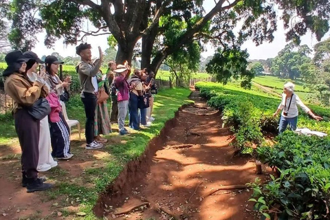 From Nairobi: Tea and Coffee Farm Tour with Tastings