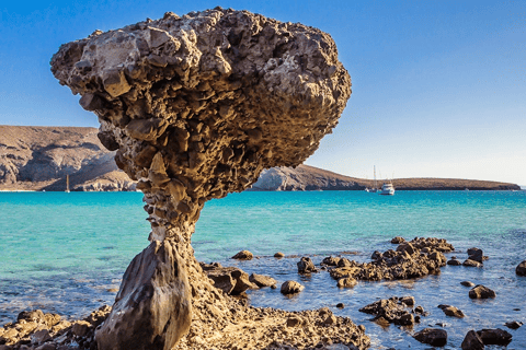 La Paz: Whale Shark, Sea Lions & Balandra Tour
