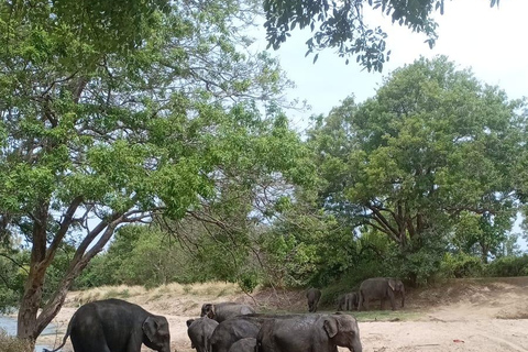 From Sigiriya: Private Safari Tour with Hotel Transfer