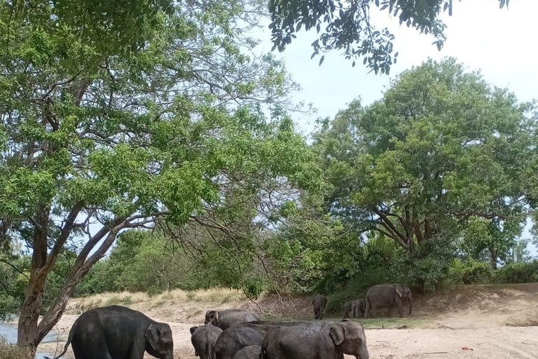From Sigiriya: Private Safari Tour with Hotel Transfer