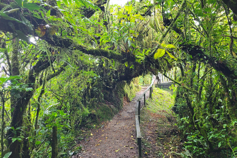 Monteverde: Aventura en el dosel del Bosque Nuboso de Monteverde