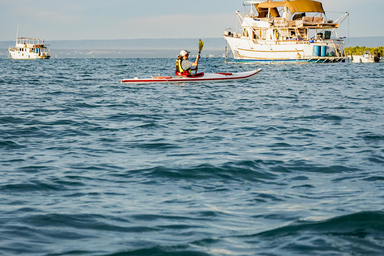 Sea Kayak Tour - Mangrove Safari