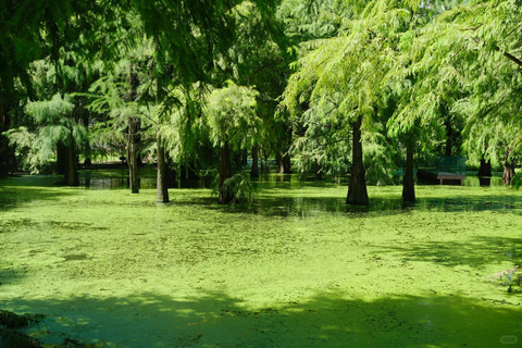 Hangzhou: Qingshan Lake(Matcha Lake) Water Forest Experience