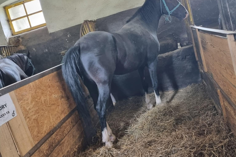 Myths, Horses & Monks – A Transylvanian Storytelling Journey