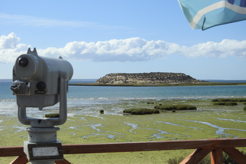Whales in Peninsula Valdés: Coastal and Boat Whale Watching