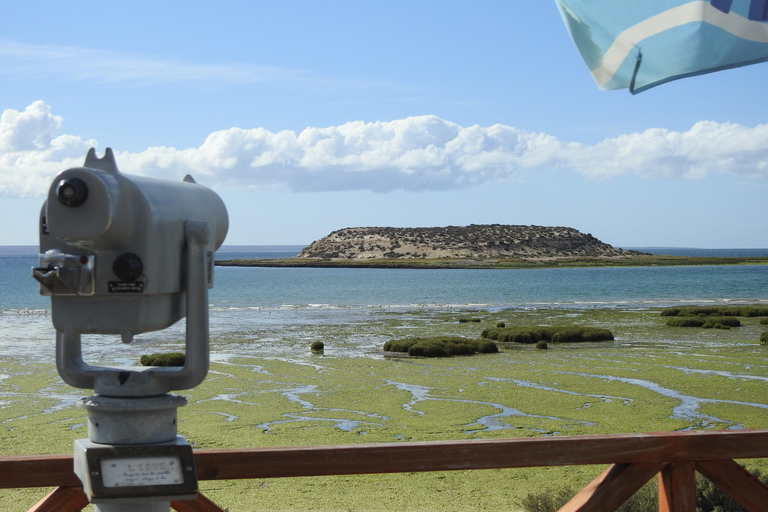 Whales in Peninsula Valdés: Coastal and Boat Whale Watching