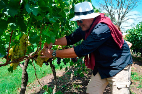 Visita alla cantina MoizoVisita alla Cantina Moizo con pranzo