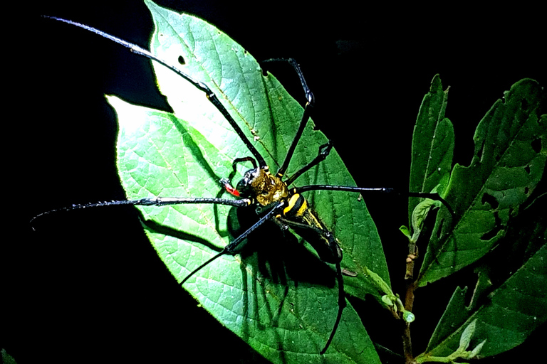 Khao Sok: Half-Day & Night Wildlife Trek and Jungle Dinner Option 6: Half-Day & Night Trek with Dinner From Khao Lak