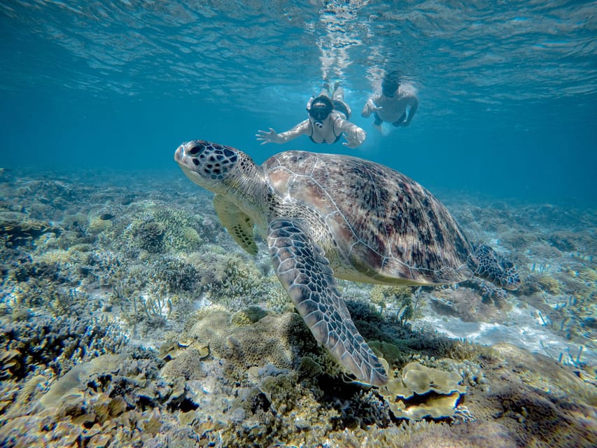 Demi-journée de snorkeling avec tortue et statue, depuis Gili Trawangan