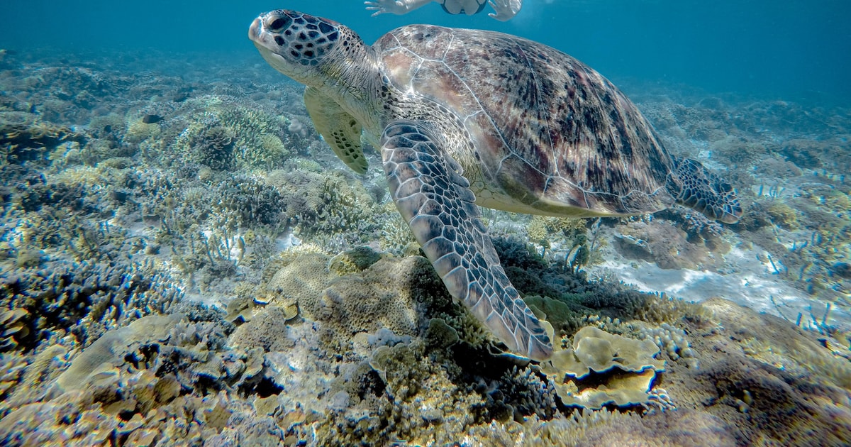 Gili Trawangan Half Day Snorkeling With Turtle And Statue Getyourguide