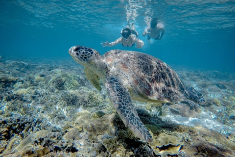 Gili Trawangan : demi-journée de plongée en apnée avec tortue et statue
